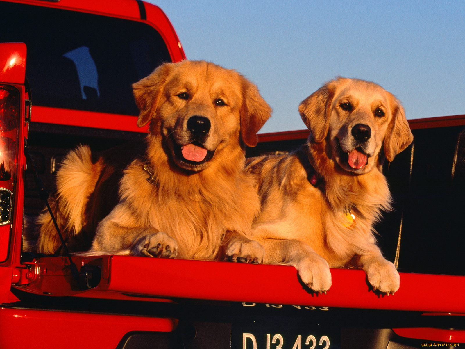 golden, trucking, , 